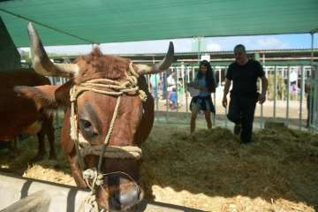 Más de 900 animales en la Feria de Ganado de Gran Canaria (Foto TA)